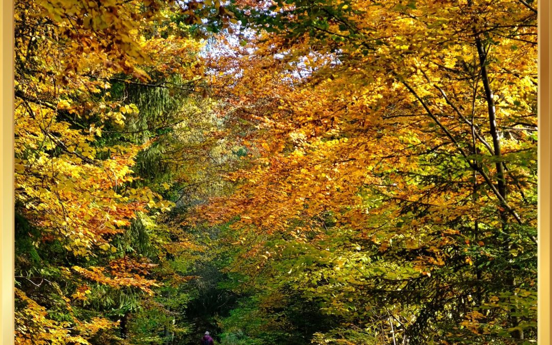 The Energy of Letting Go – What Autumn Can Teach Us