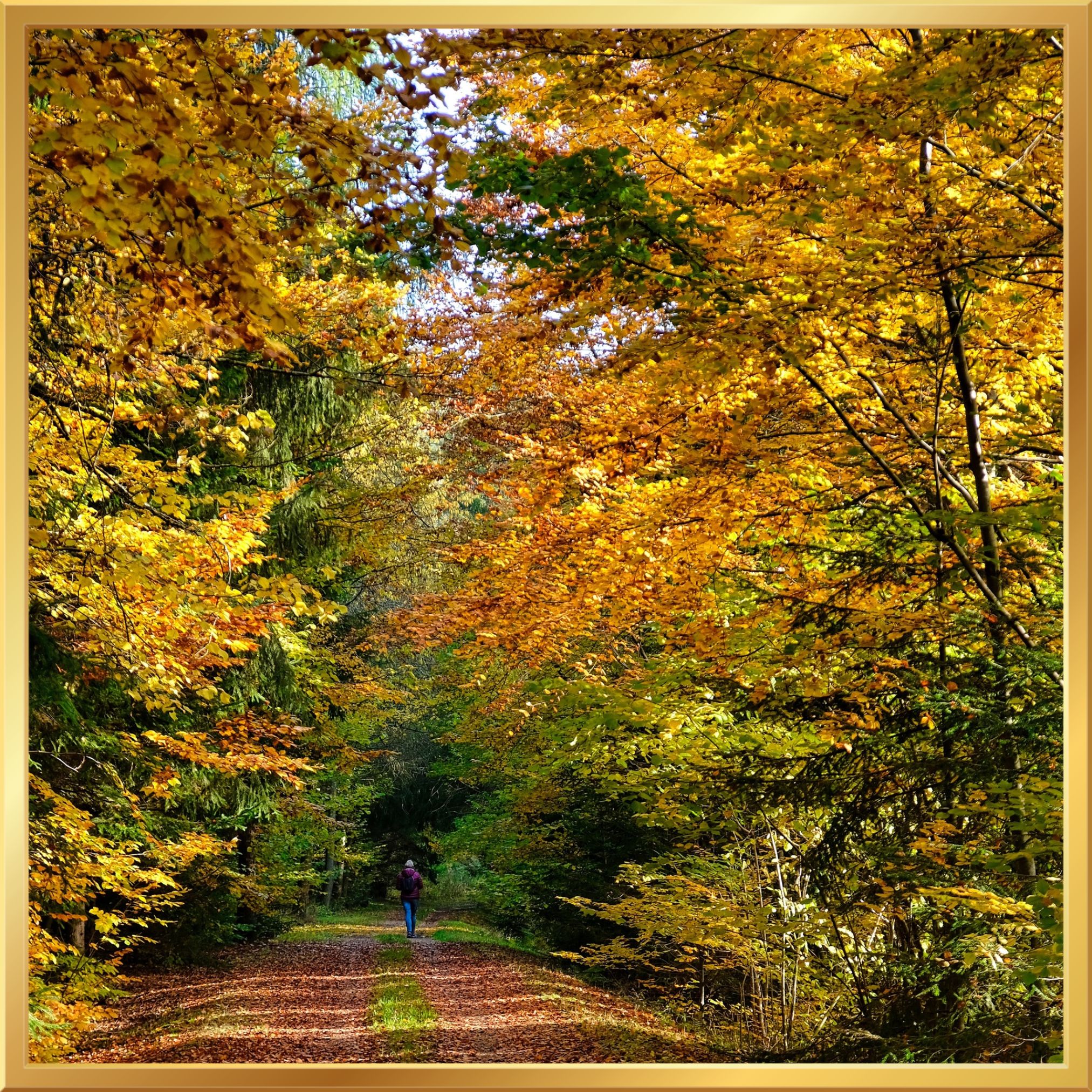 The Energy of Letting Go – What Autumn Can Teach Us